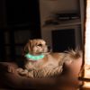 USB Rechargeable LED Dog Collar Multi-Color Lighting Dog Safety Collar Cuttable Length Glow Dog Collar For Small Medium Large Dog Night Walking